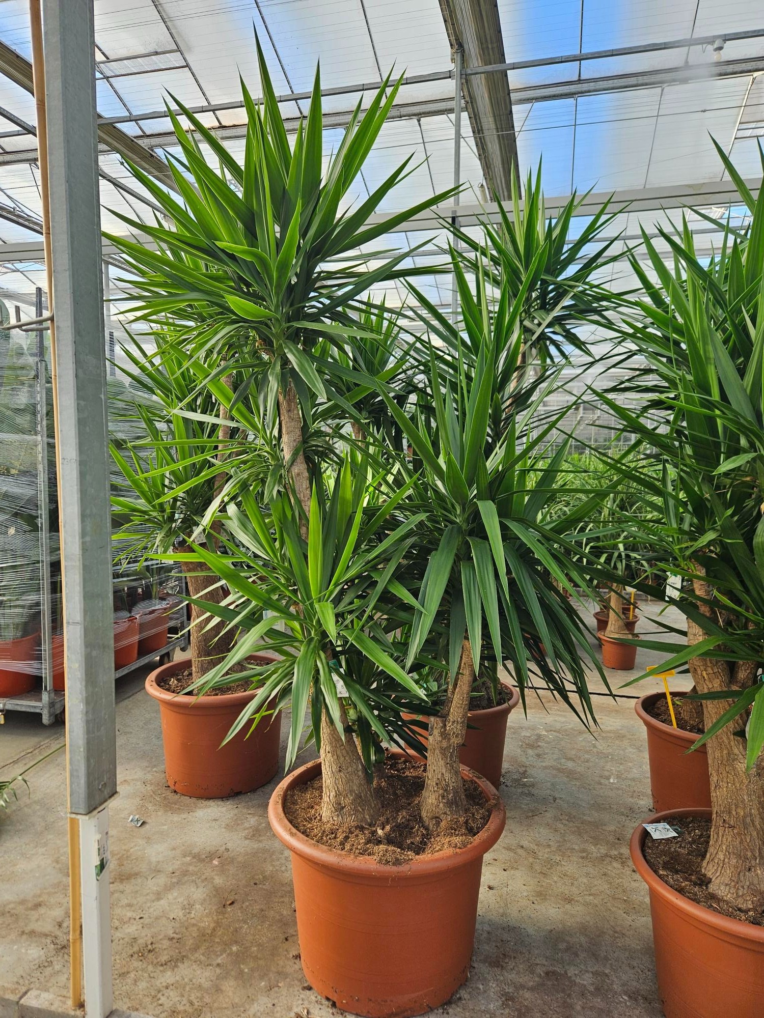 Yucca elephantipes 3+ armen