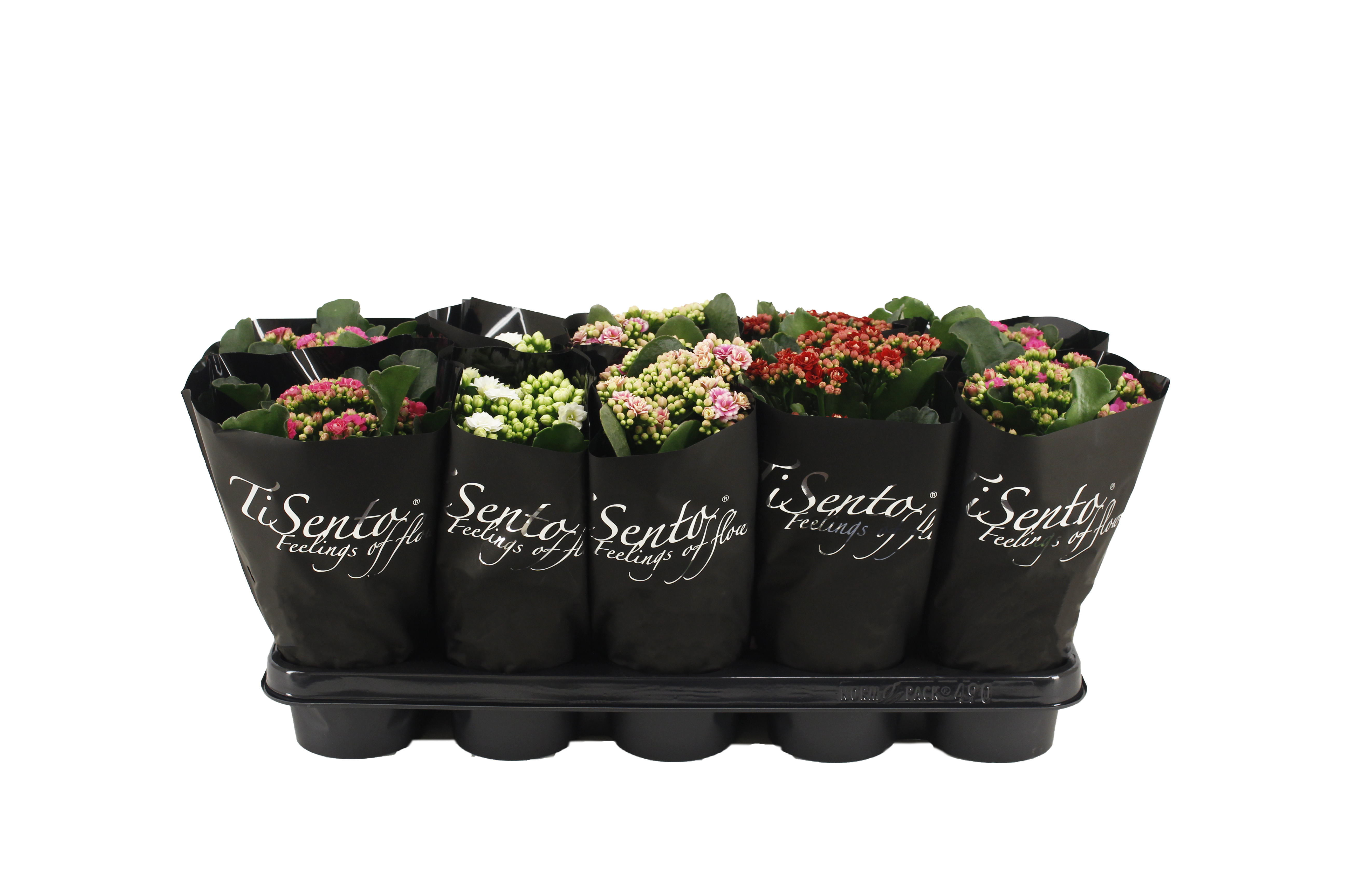 Picture of Kalanchoe Calandiva Tisento Season Black varieties P12 25CM