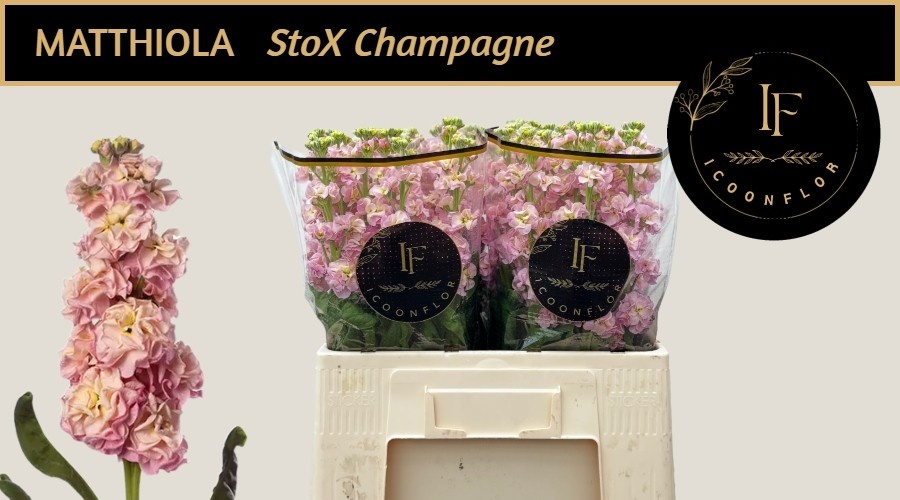 Matth Stox Champagne