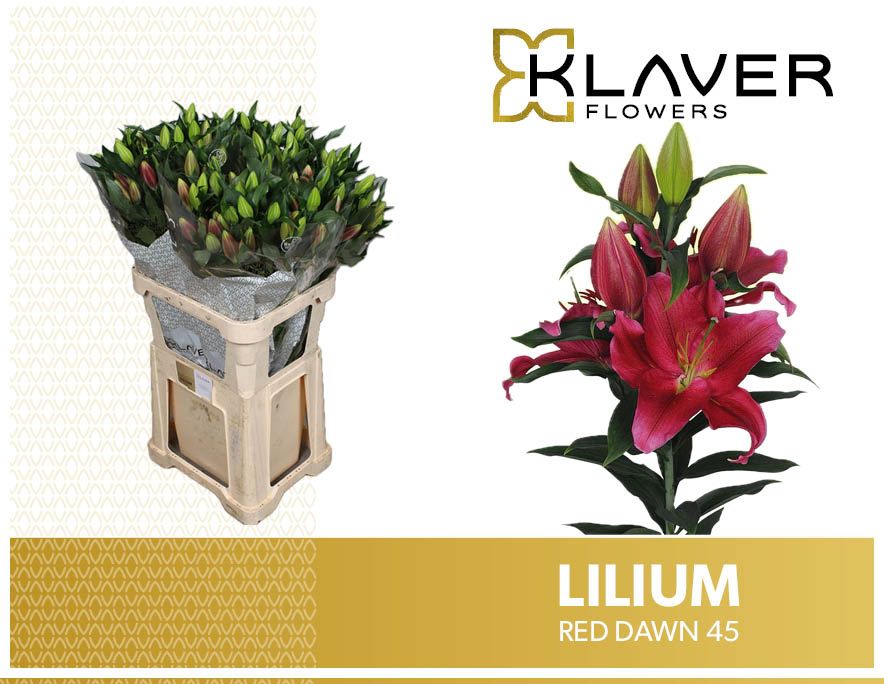 Lilium Or Red Dawn 100cm 4/5bl