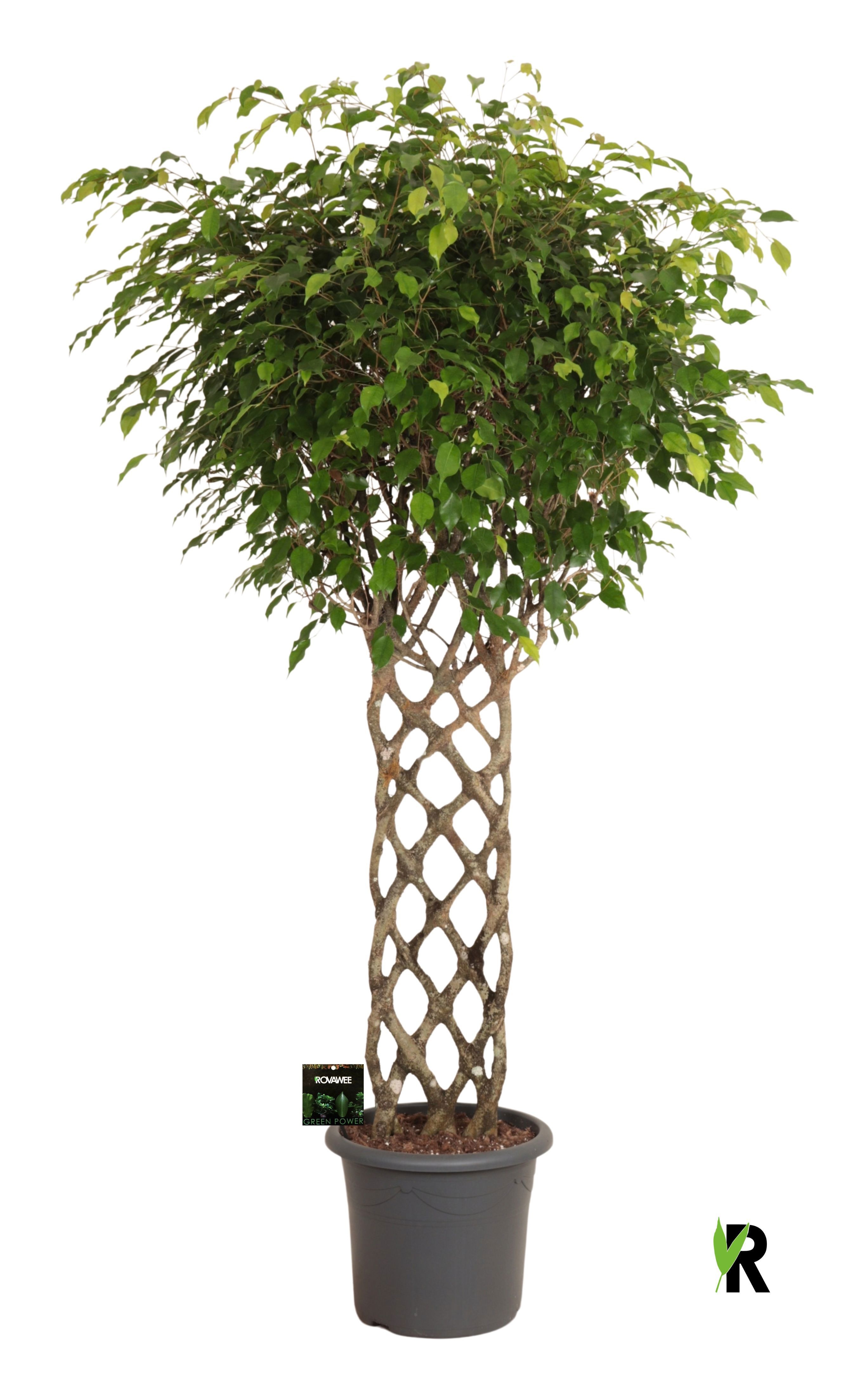 Ficus benj. Exotica gevlochten mat h200 cm
