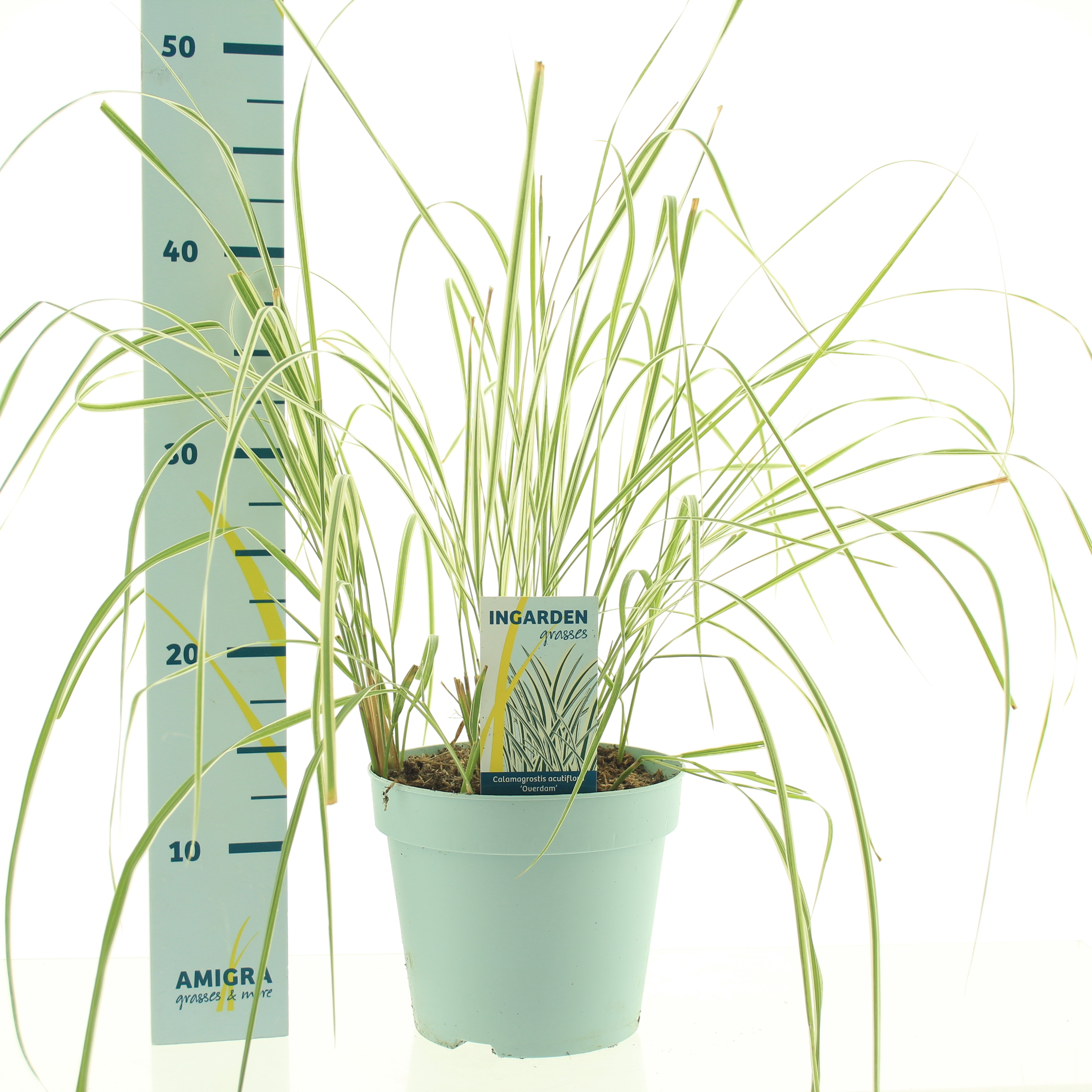 Picture of Calamagrostis accutiflora Overdam P17 (2 Ltr)