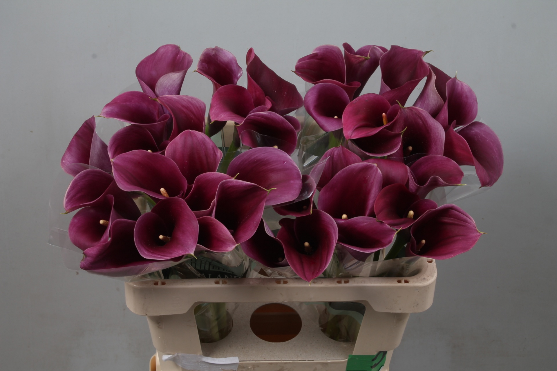 Calla Capt Promise 55cm