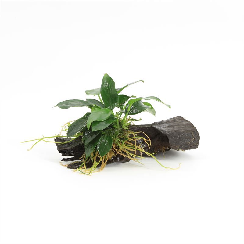 Driftwood extra small met anubias