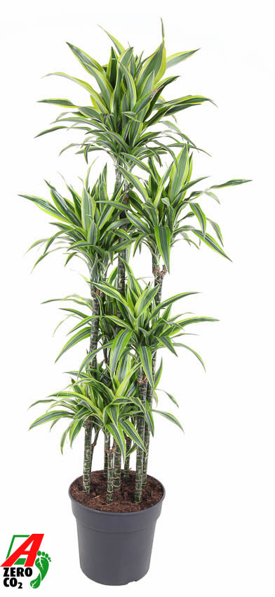 Picture of Dracaena Lemon Lime 120-carrousel P34 170cm (LOOSE)