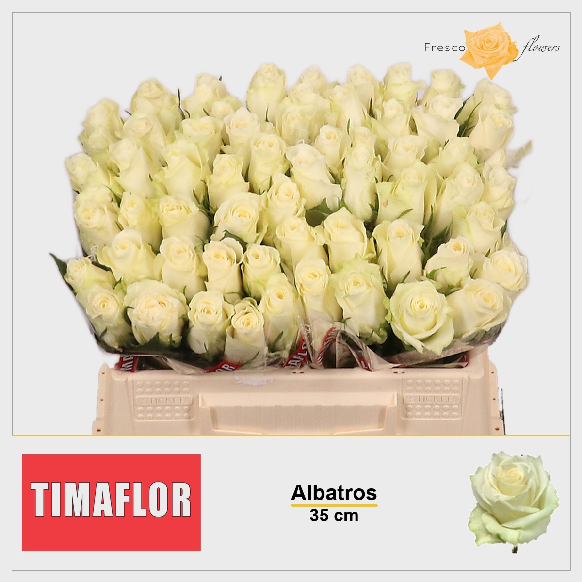 Rosa Albatros 35cm