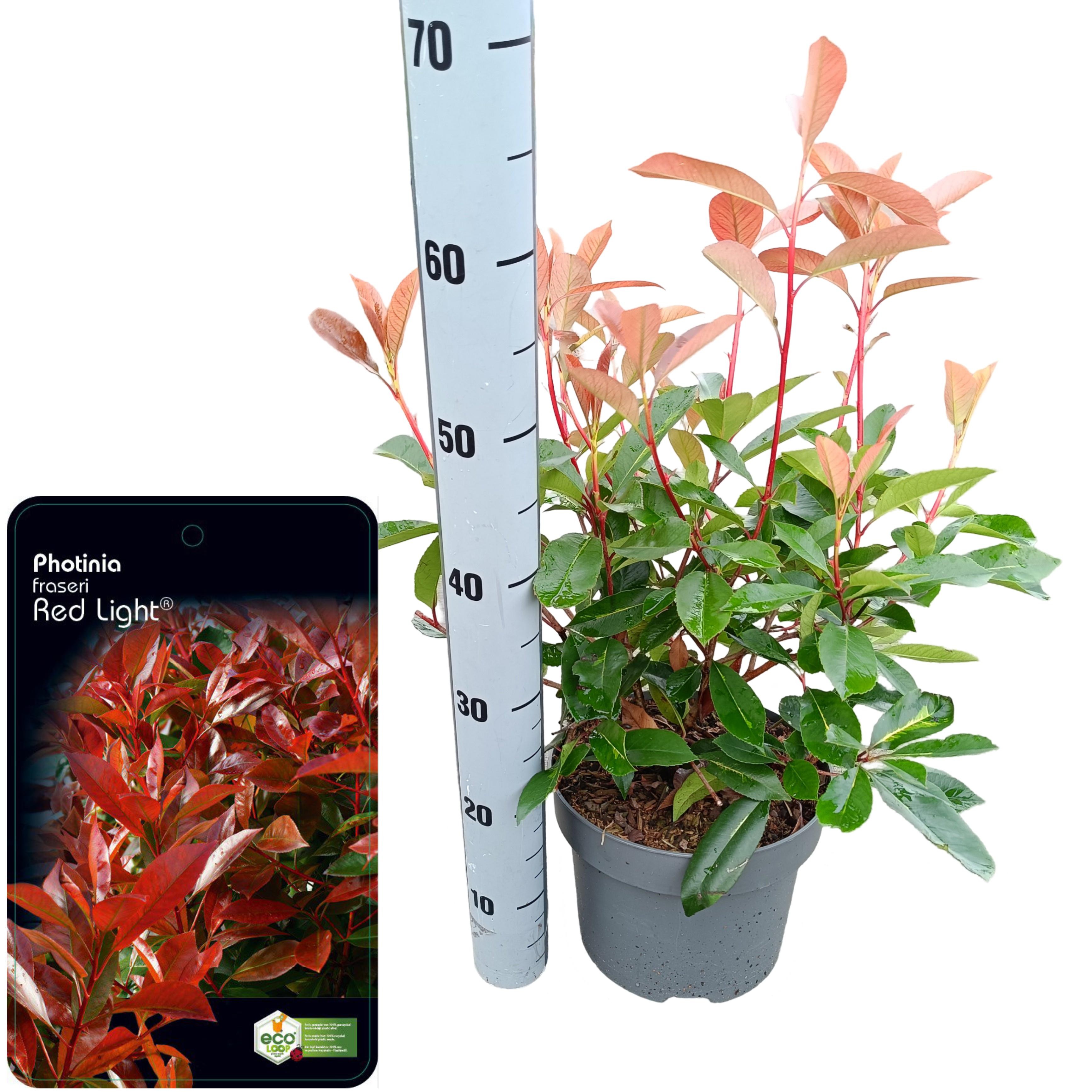 Picture of Photinia fraseri 'Red Light' C5