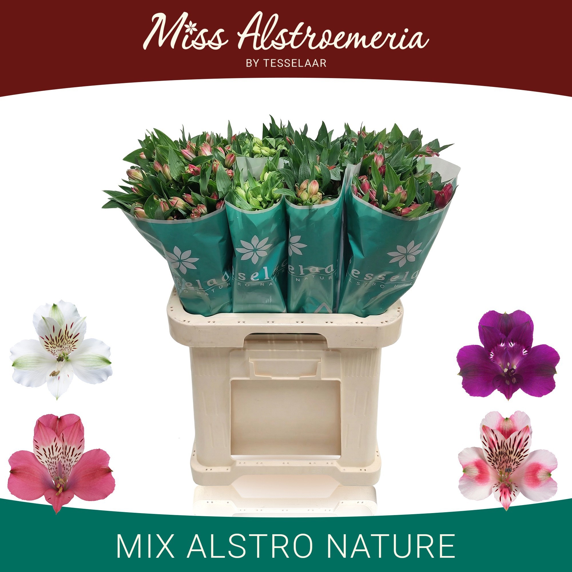 Alstr Gem In Fust