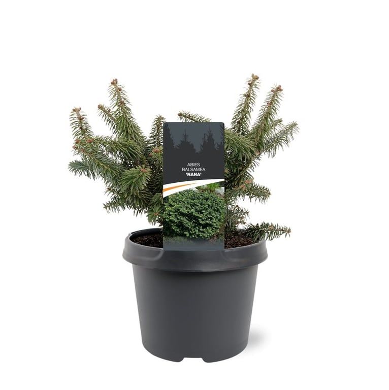 Abies balsamea 'Nana'