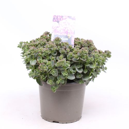 Sedum SunSparkler 'Lime Zinger' p19 Vrede