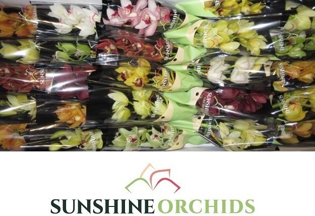 Cymbidium Asst Mini 30cm