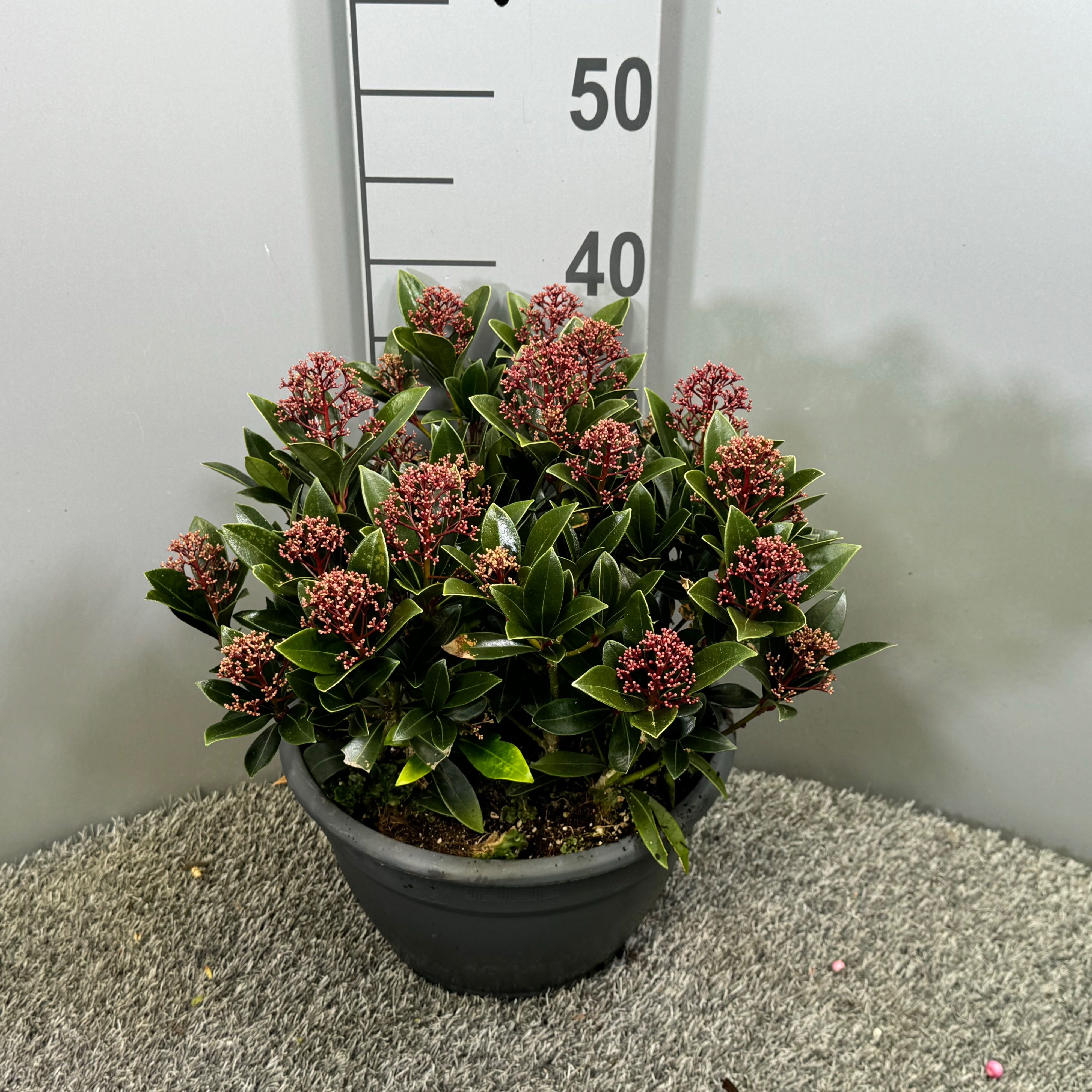 Picture of Skimmia japonica Antarctica P23 (5 Ltr) BOWL