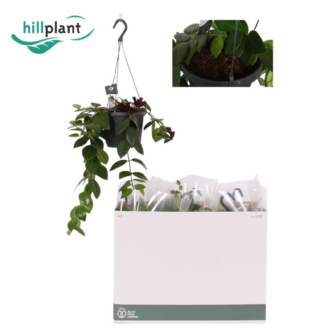 Aeschynanthus 'Mona Lisa' - Aeschynanthus Hangplant