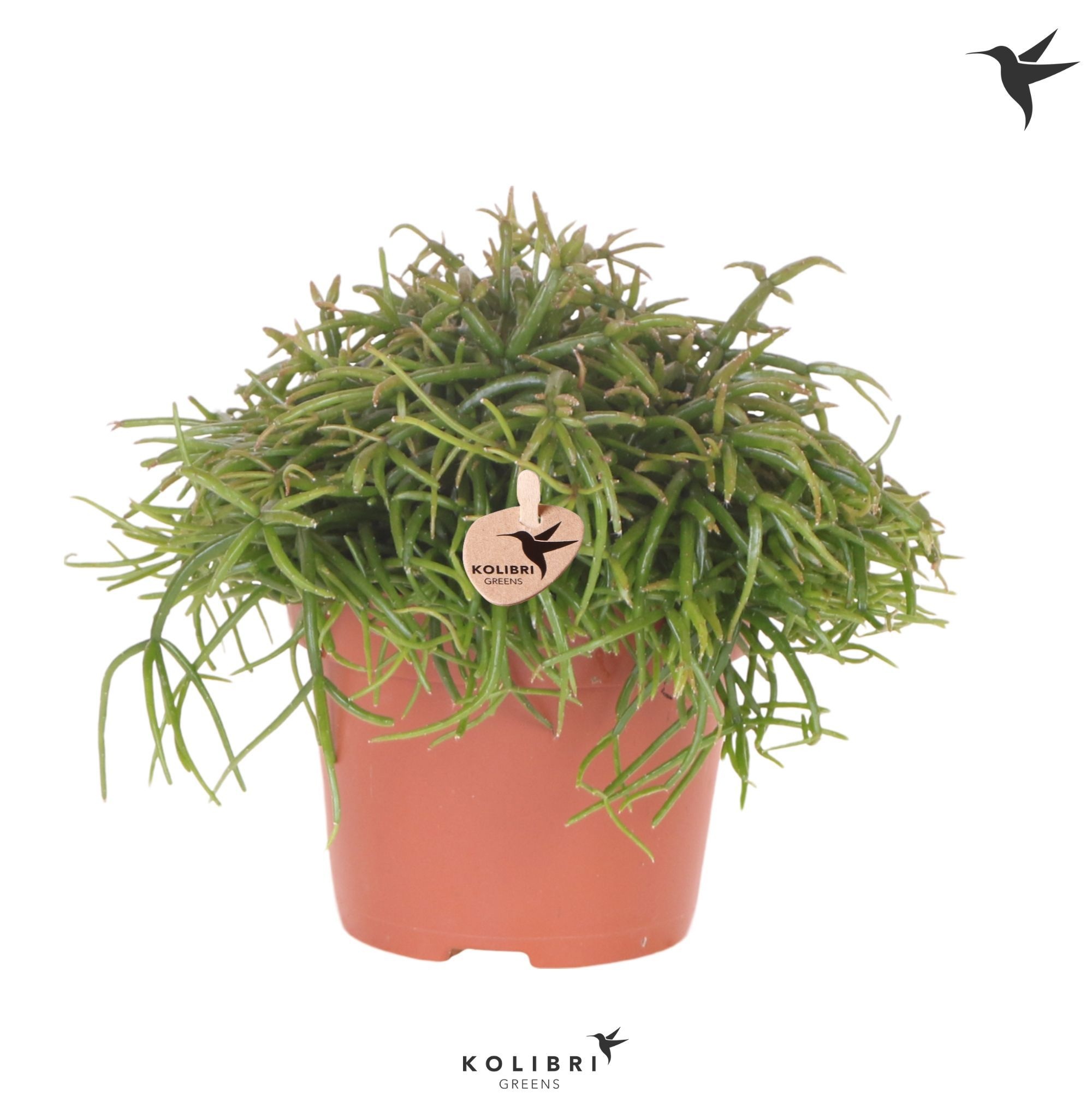 Rhipsalis Kolibri Greens Rhipsalis Cassutha Oasis