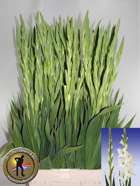 Gladiolus Serena 110cm 240gram