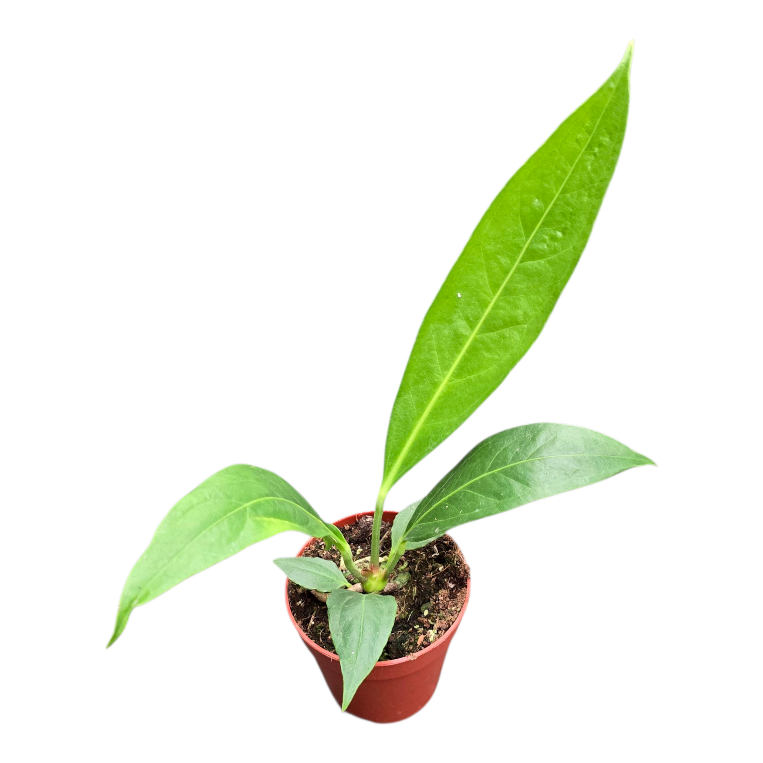 elephant ear plants care Alocasia California
