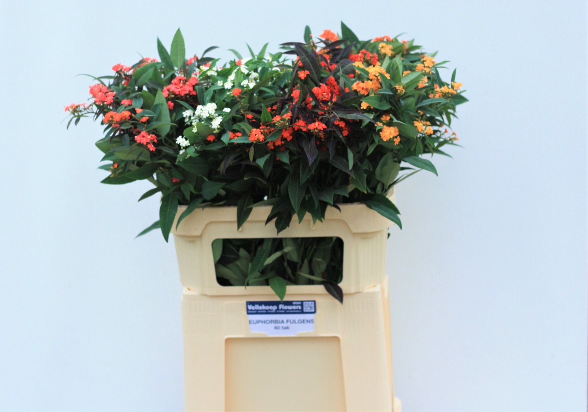 Euphorbia Spray Mixed 70cm