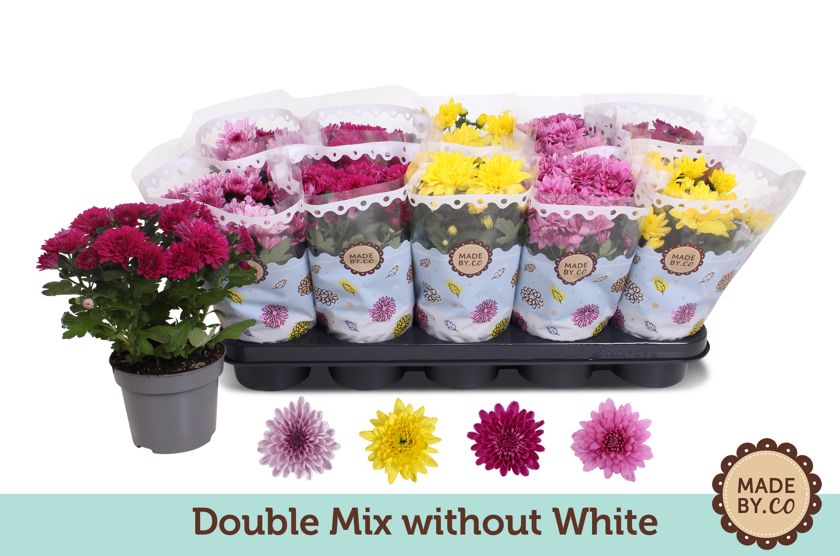 Picture of Chrysant Double mix without white P12 25CM