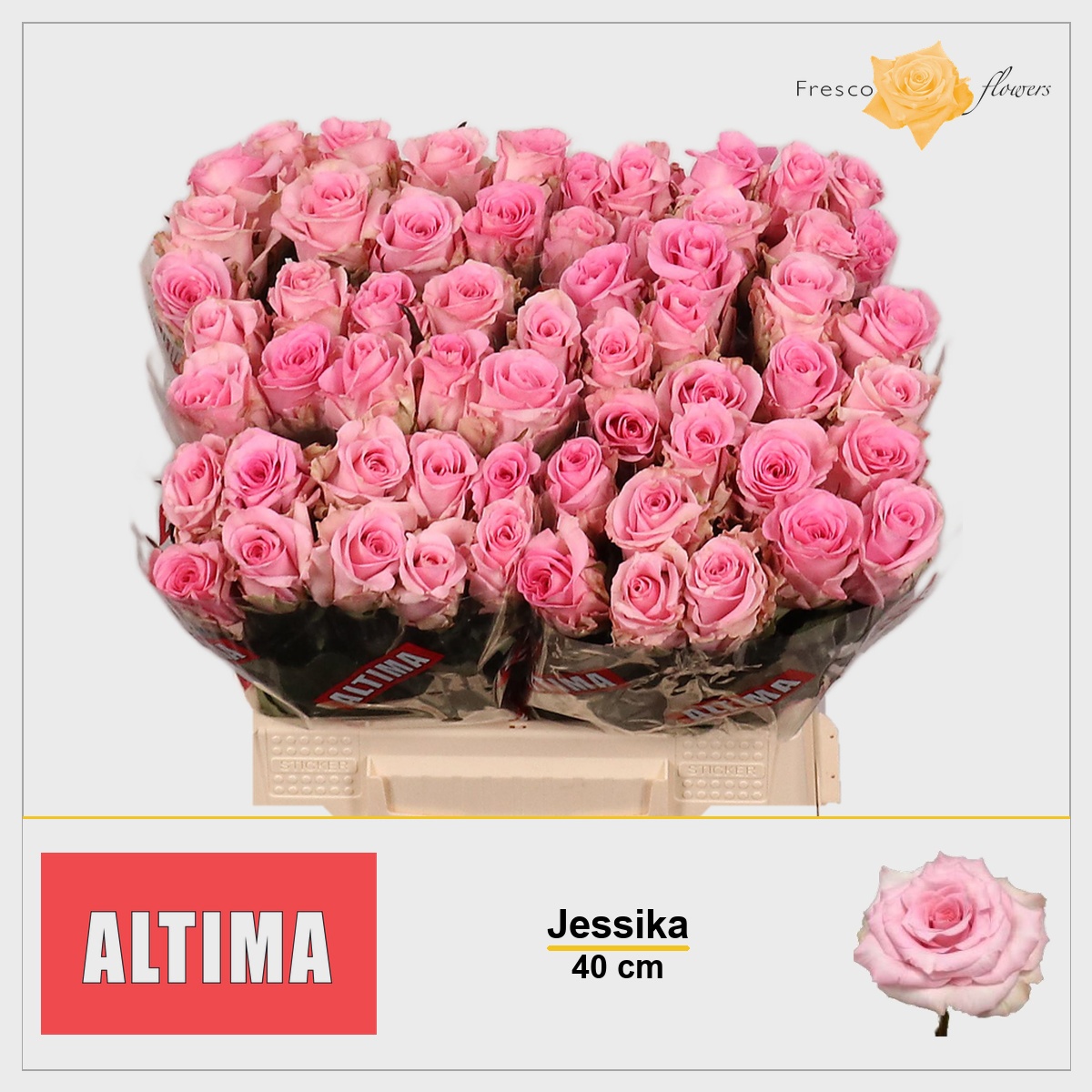 Rosa Jessika 40cm