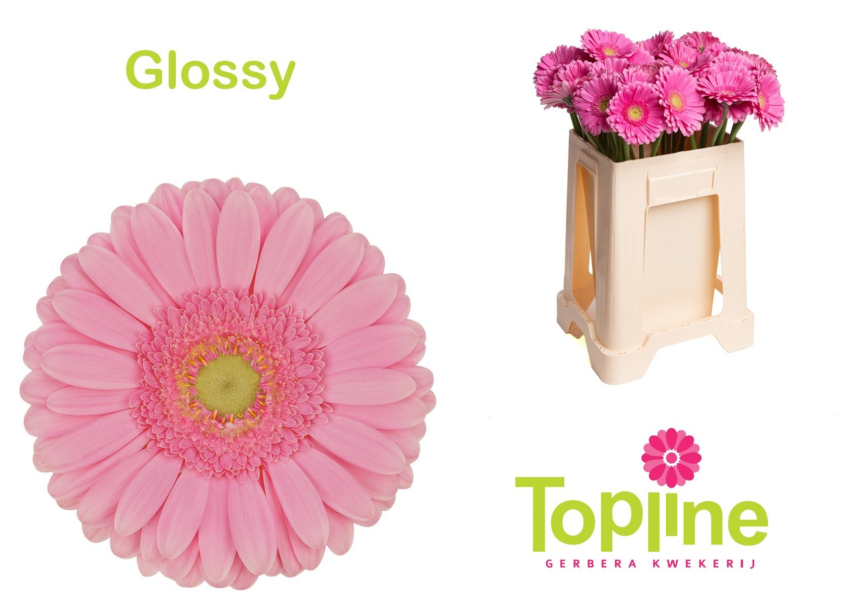 Gerbera Glossy