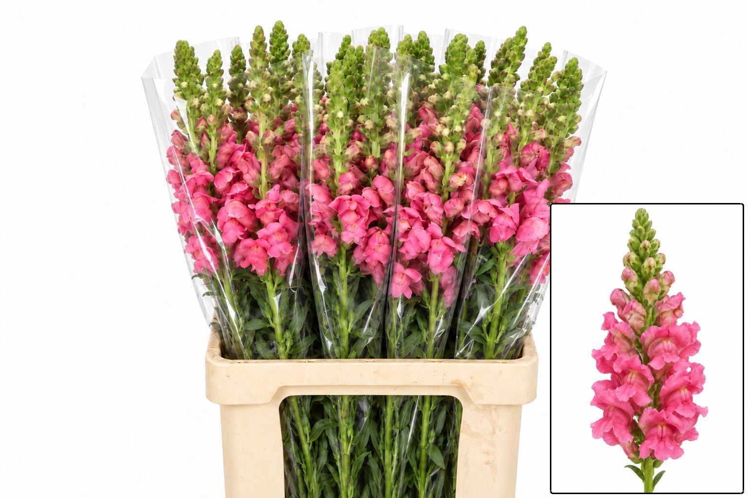 Antirrhinum Poto Cherr Rose 70cm