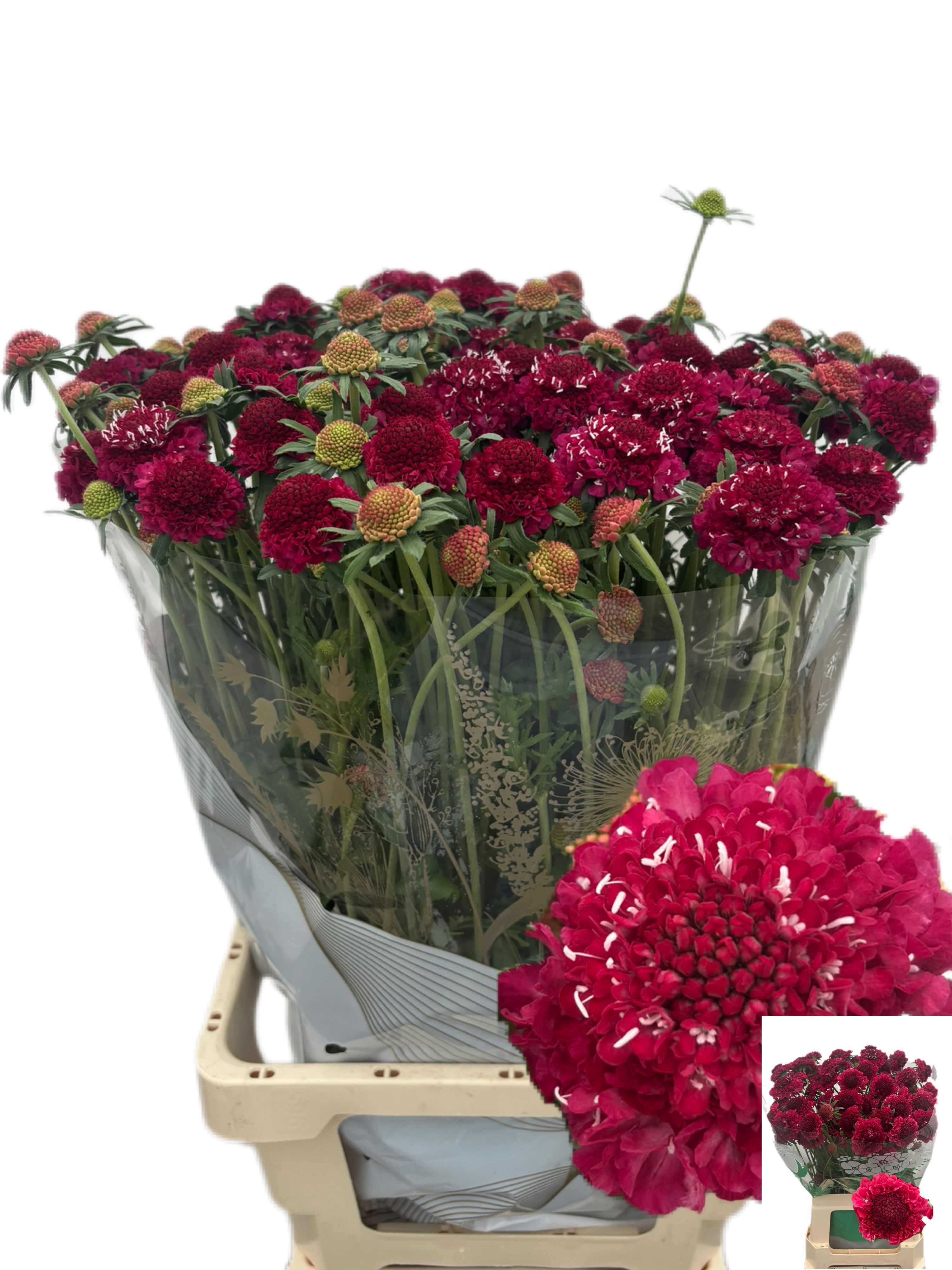 Scabiosa At F Scoop Hi Pink 60cm