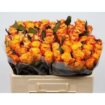Rosa Easy Fashion 50cm