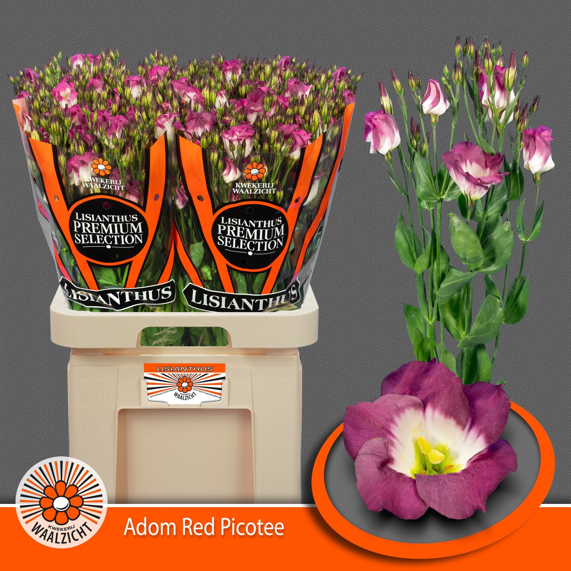 Eus E Adom Red Pico