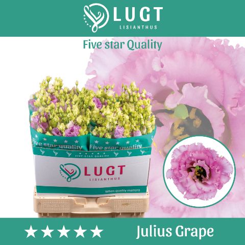 Eus G Julius Grape