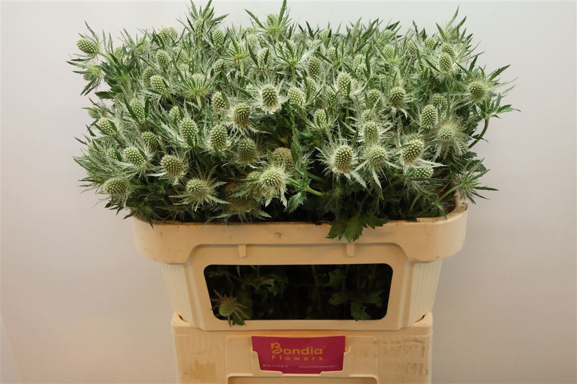 Eryngium White Lagoon 70cm