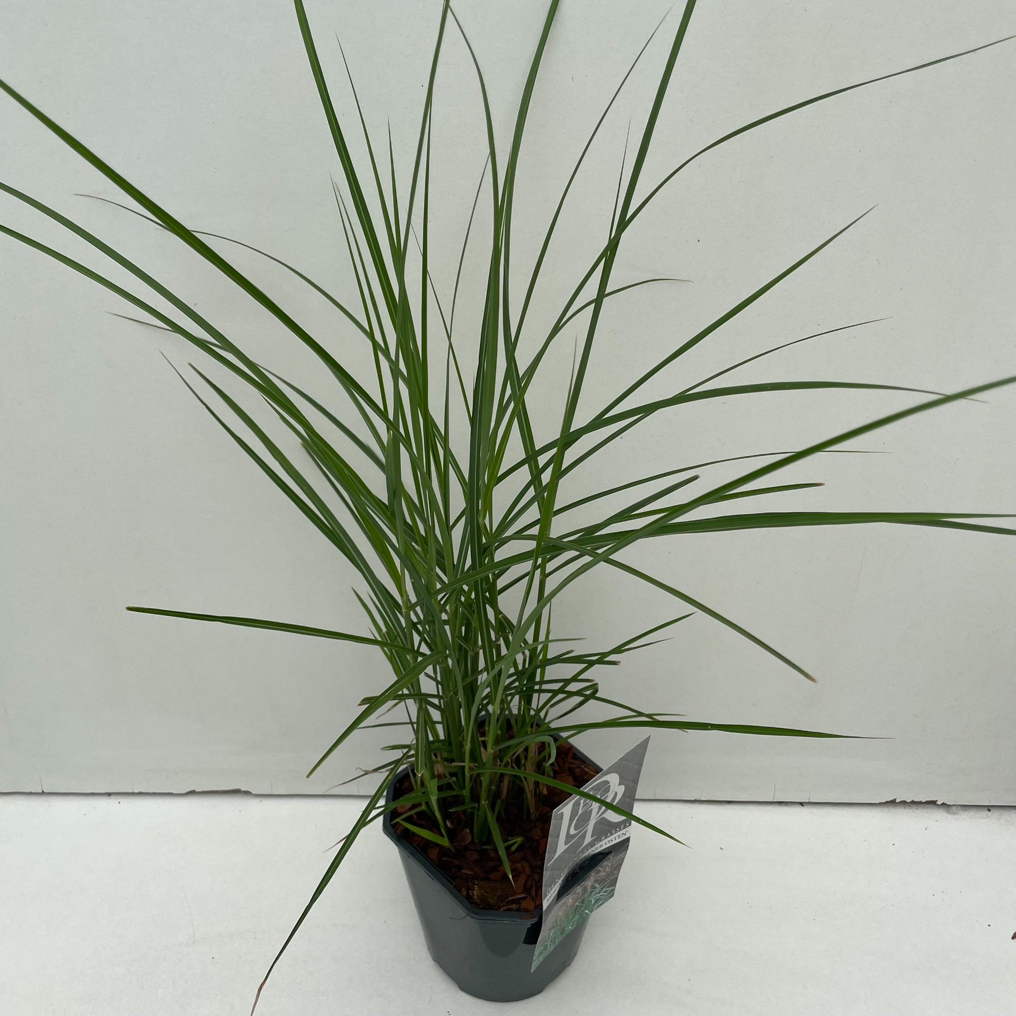 Picture of Miscanthus Ferner Osten P17 (2 Ltr) Square