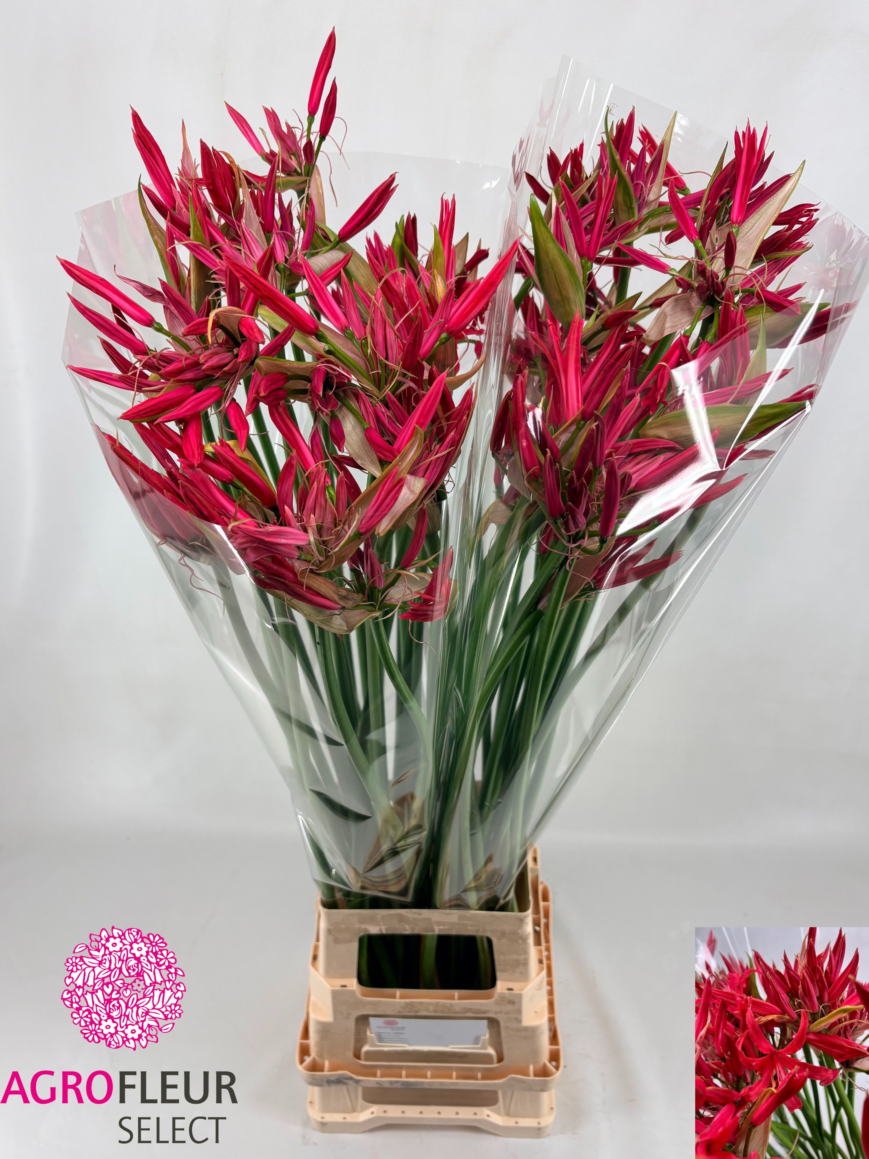 Ne Bo El Coral Charm 90cm