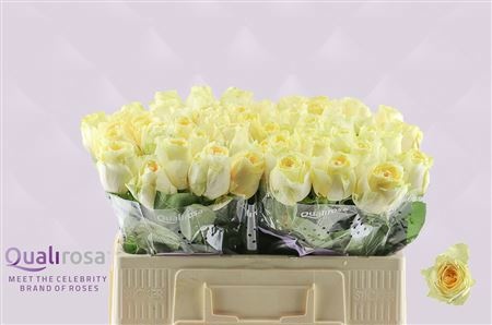 Rosa Buttercup 50cm