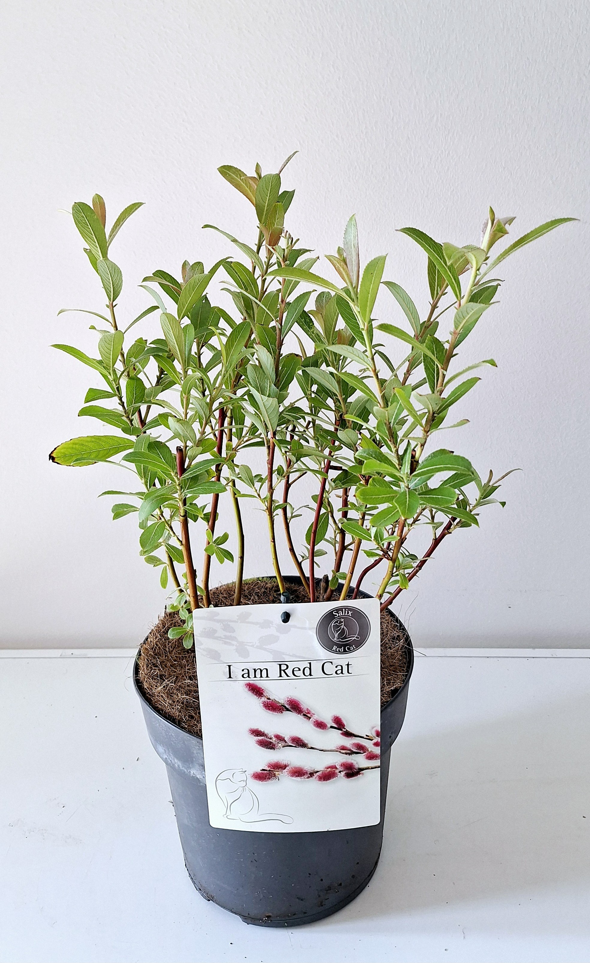 Picture of Salix gracilistyla Mount Aso P19 (3 Ltr) BUSH (LOOSE)