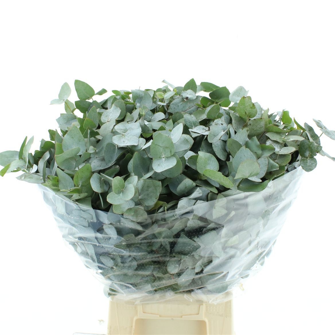Euca Cinerea 50L.cm