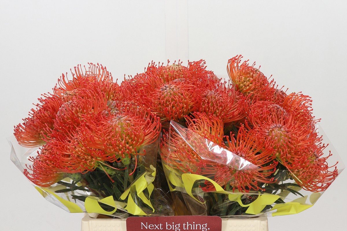 Leucospermum Succession 40cm