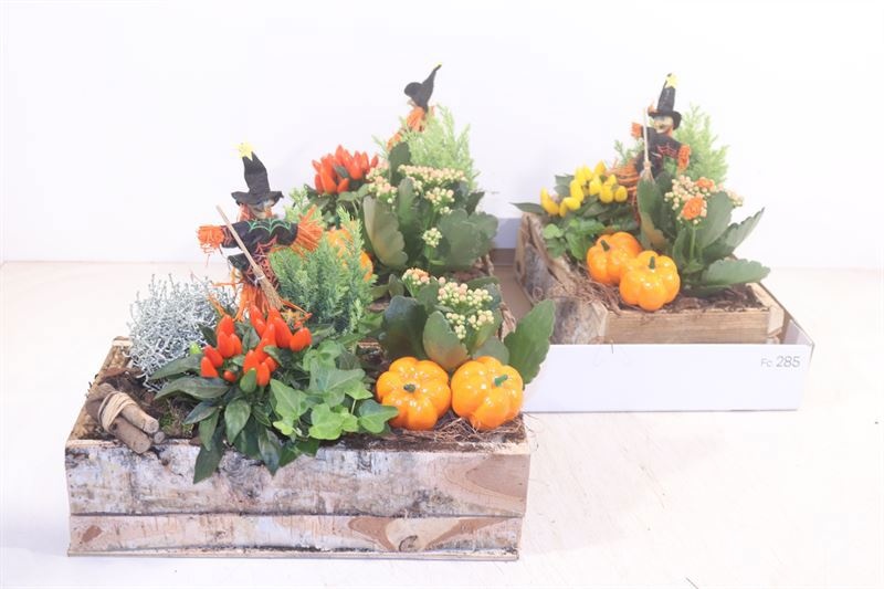 Arr Tuinplanten 30P 28cm