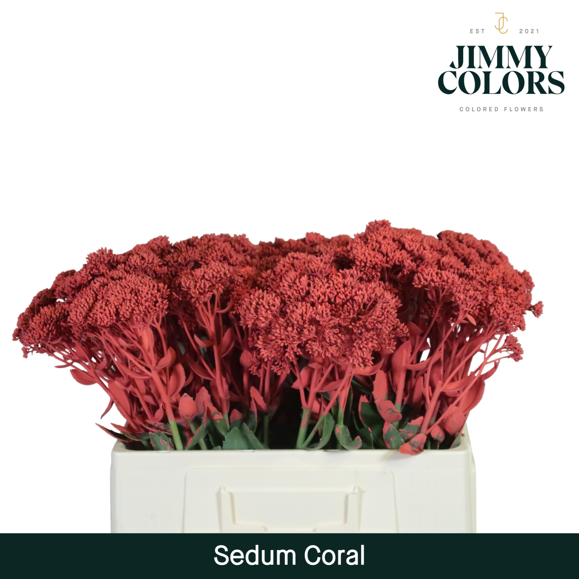 Sedum L55 Coral