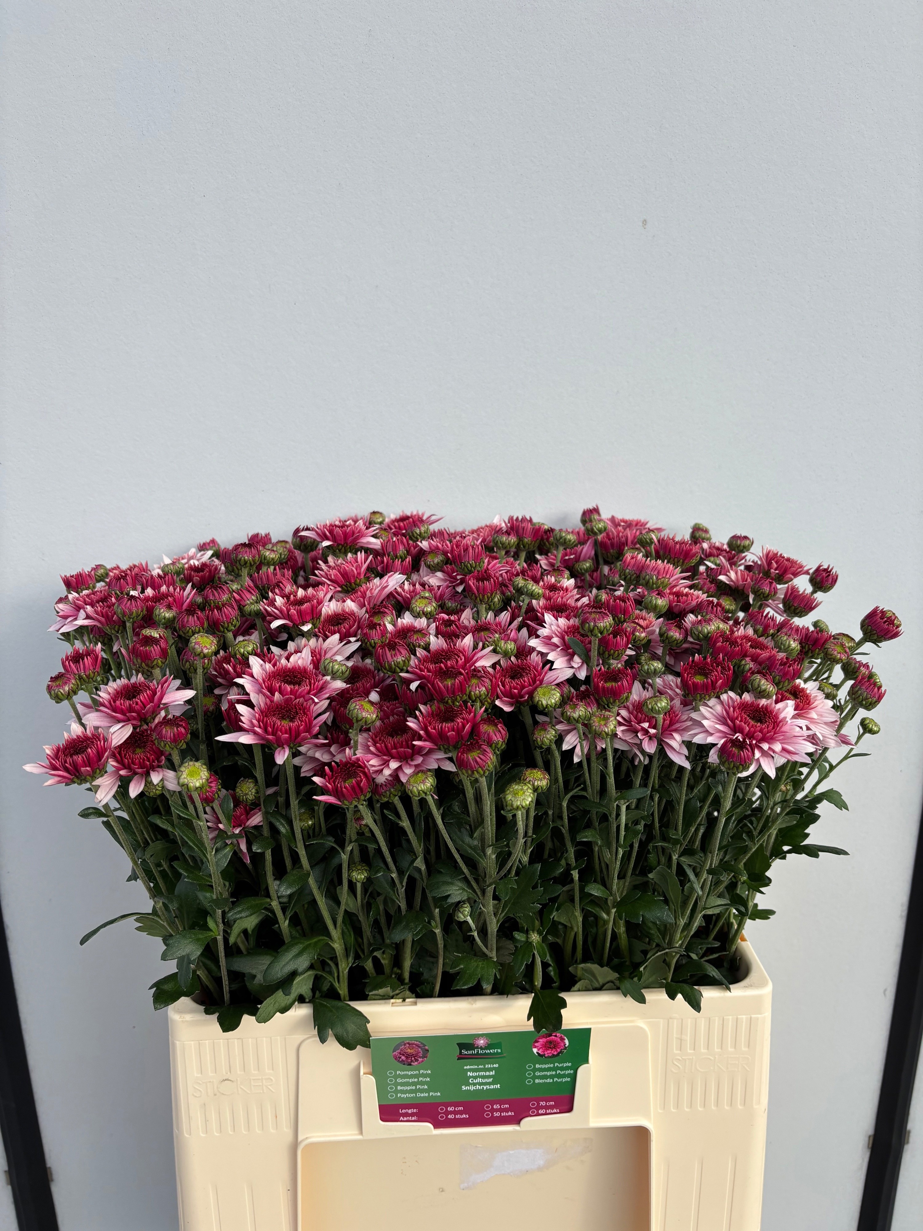 Chrysant Tbu Beppie 60cm 75gram