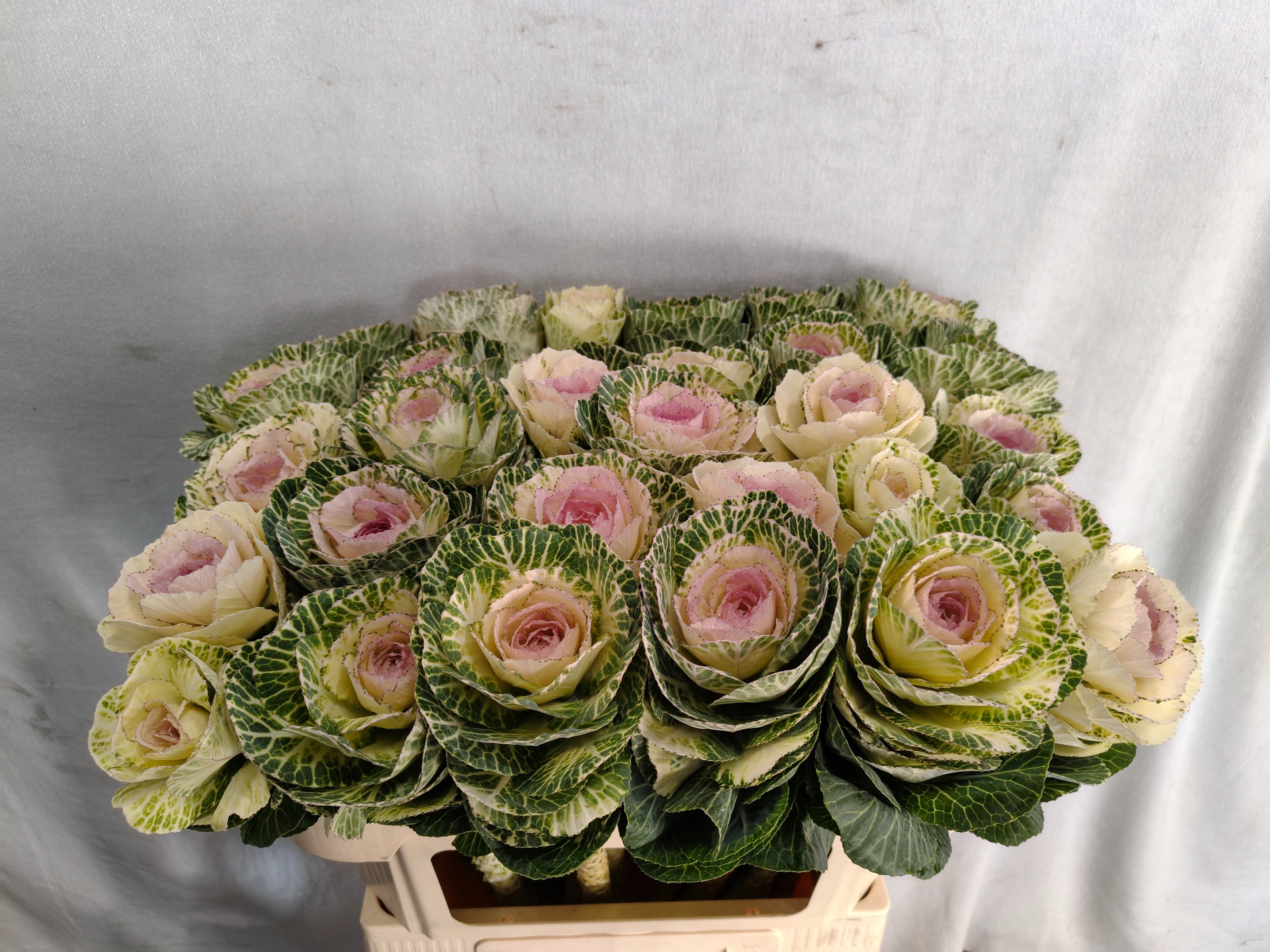 Brassica Condor White 70cm