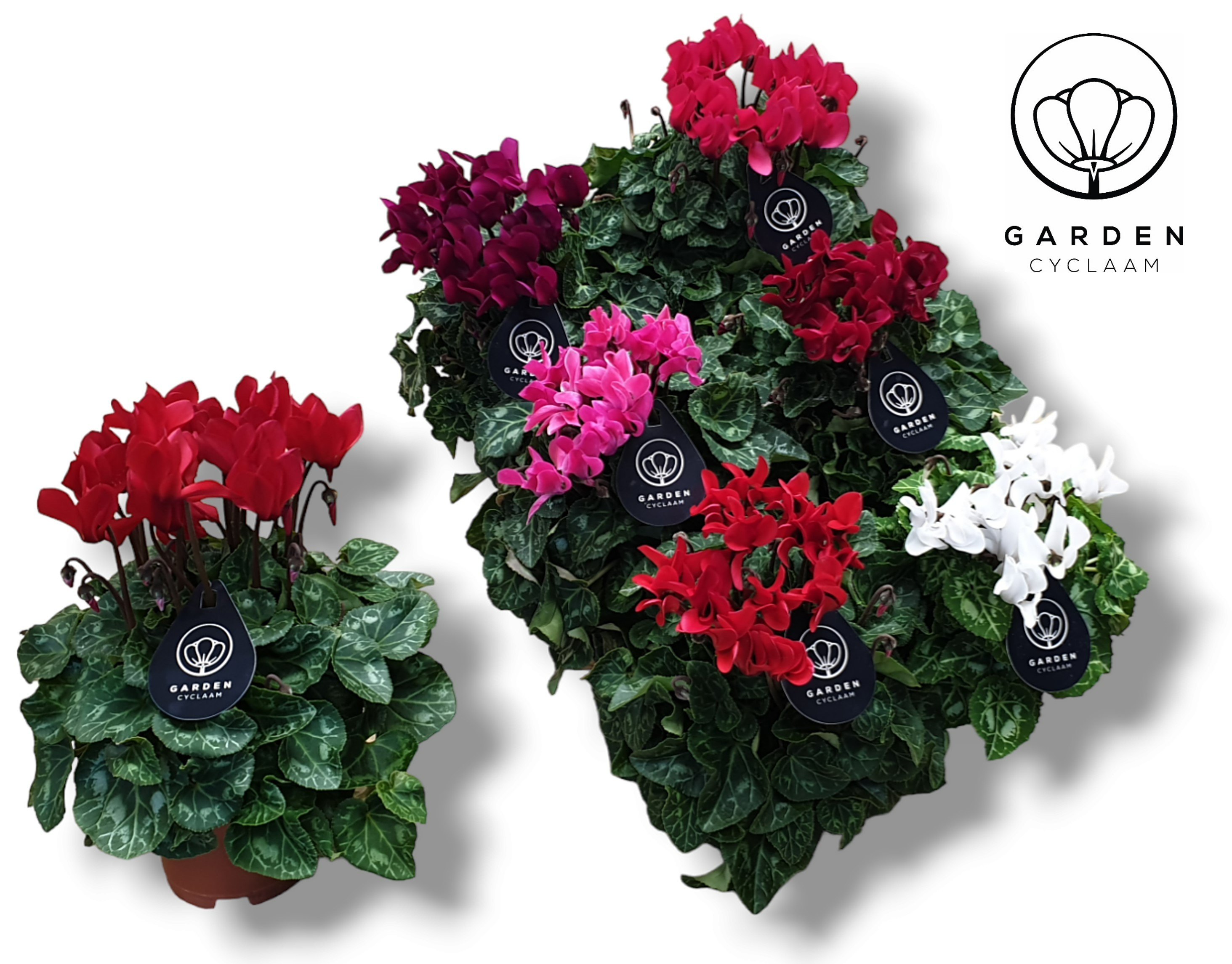 Picture of Cyclamen GARDEN in varieties P10.5 25CM