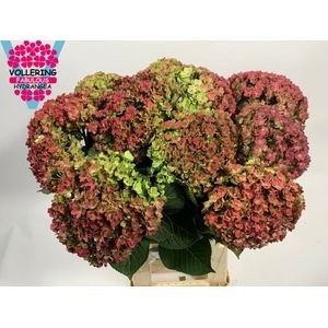 Hydrangea Beau Luxor Classic 60cm 18Ø