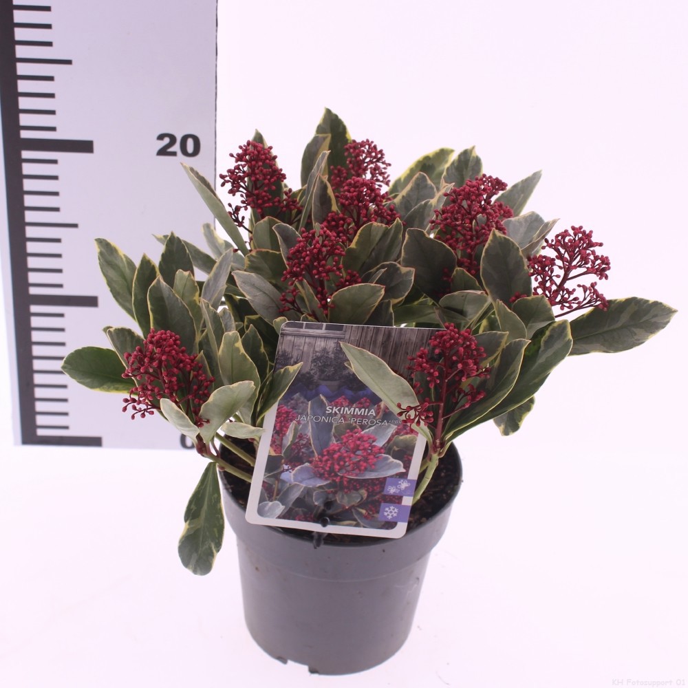 Picture of Skimmia japonica 'Perosa' PBR