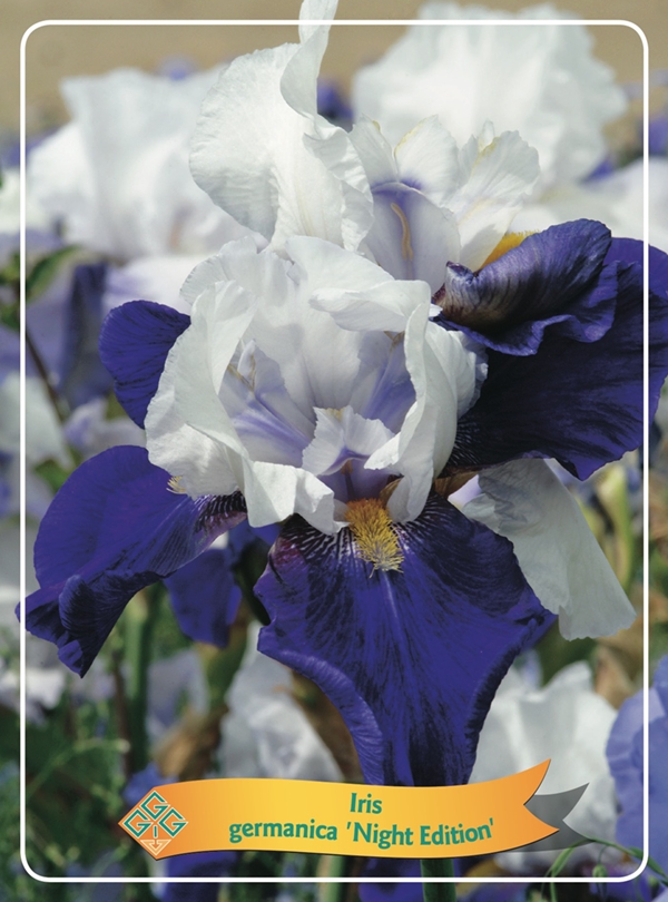 Picture of Iris germanica Mix 6x10 srt. per shelve P11