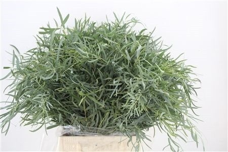 Euca Nicholii 45L.cm 150gram