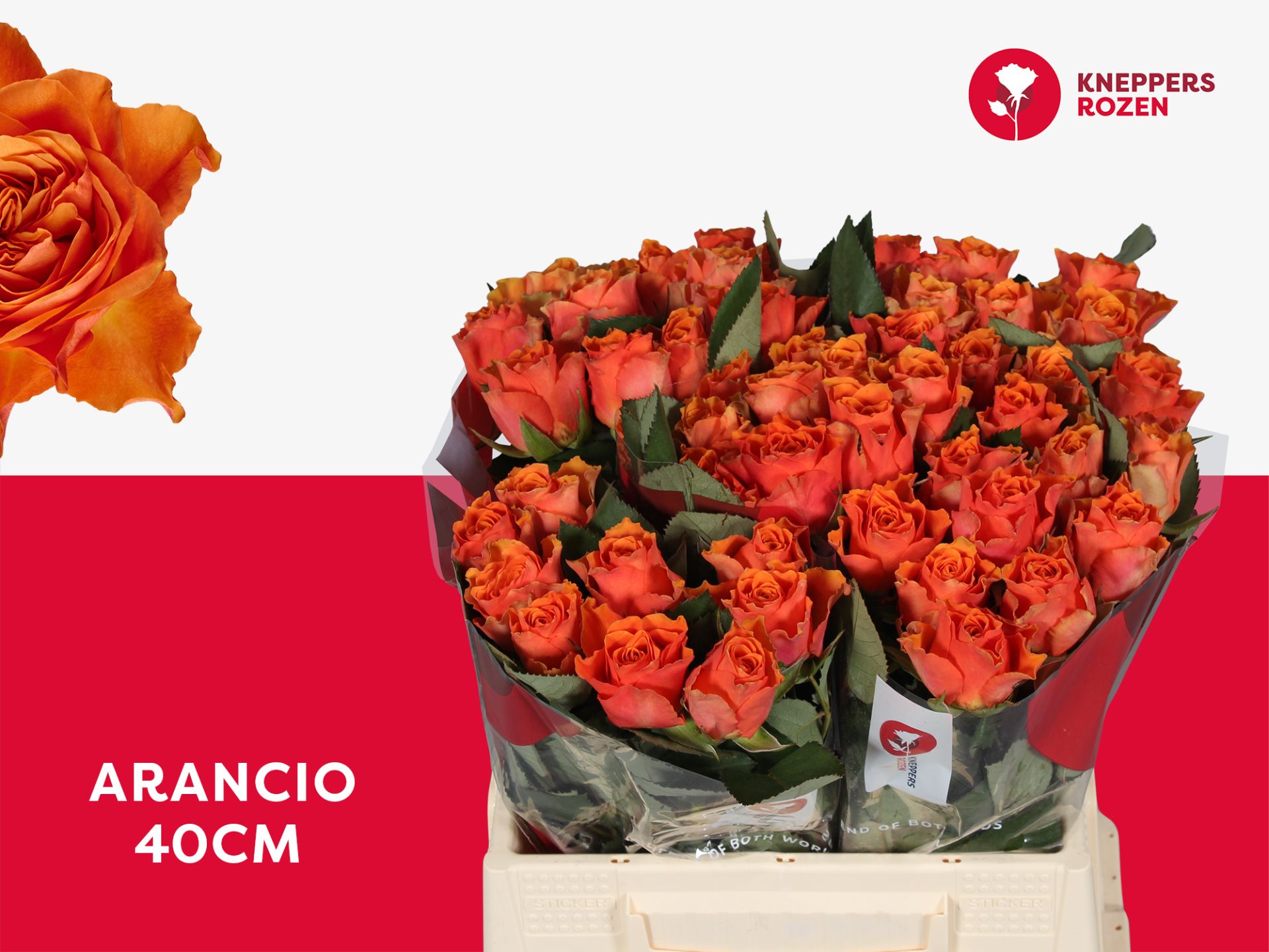 R Gr Arancio@ 40