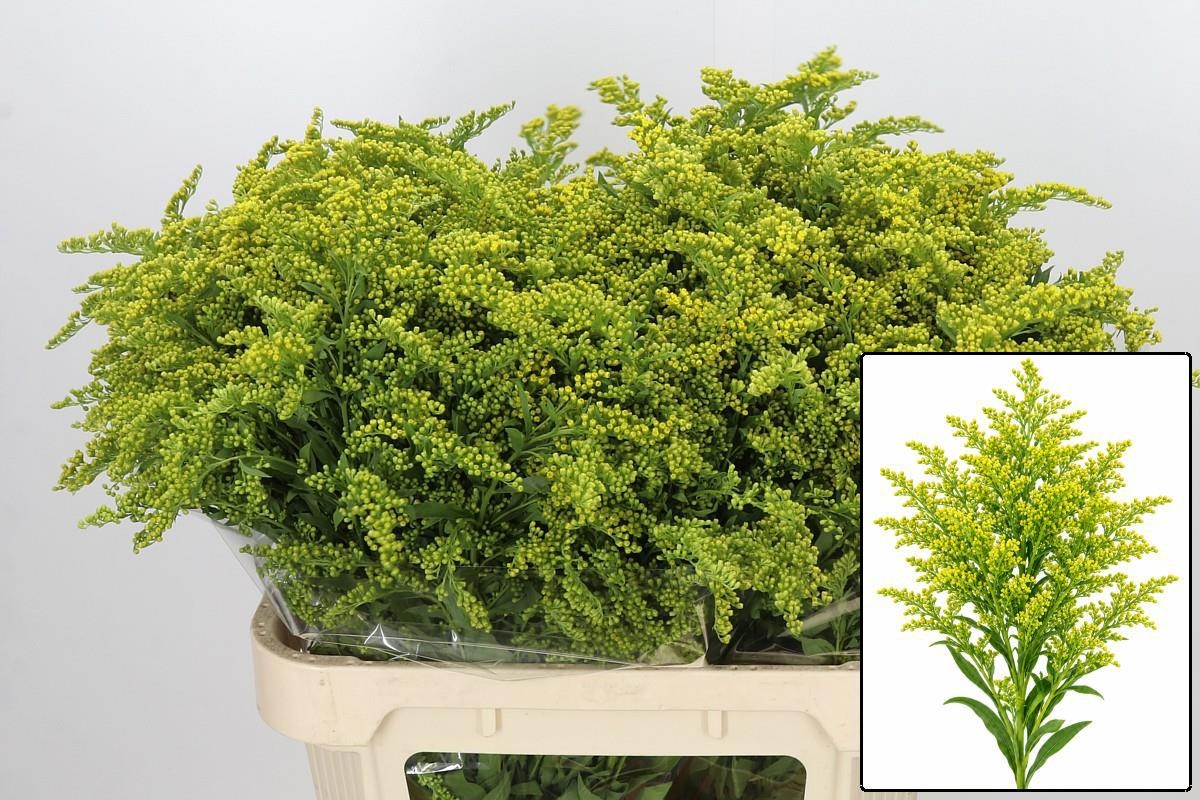 Solidago Golden Glory 80cm 50gram