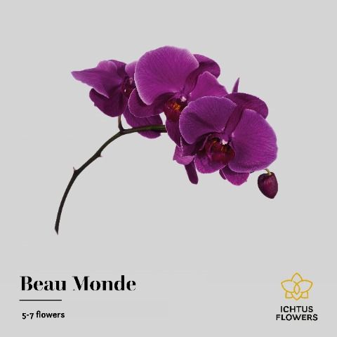 Phal T Beau Monde