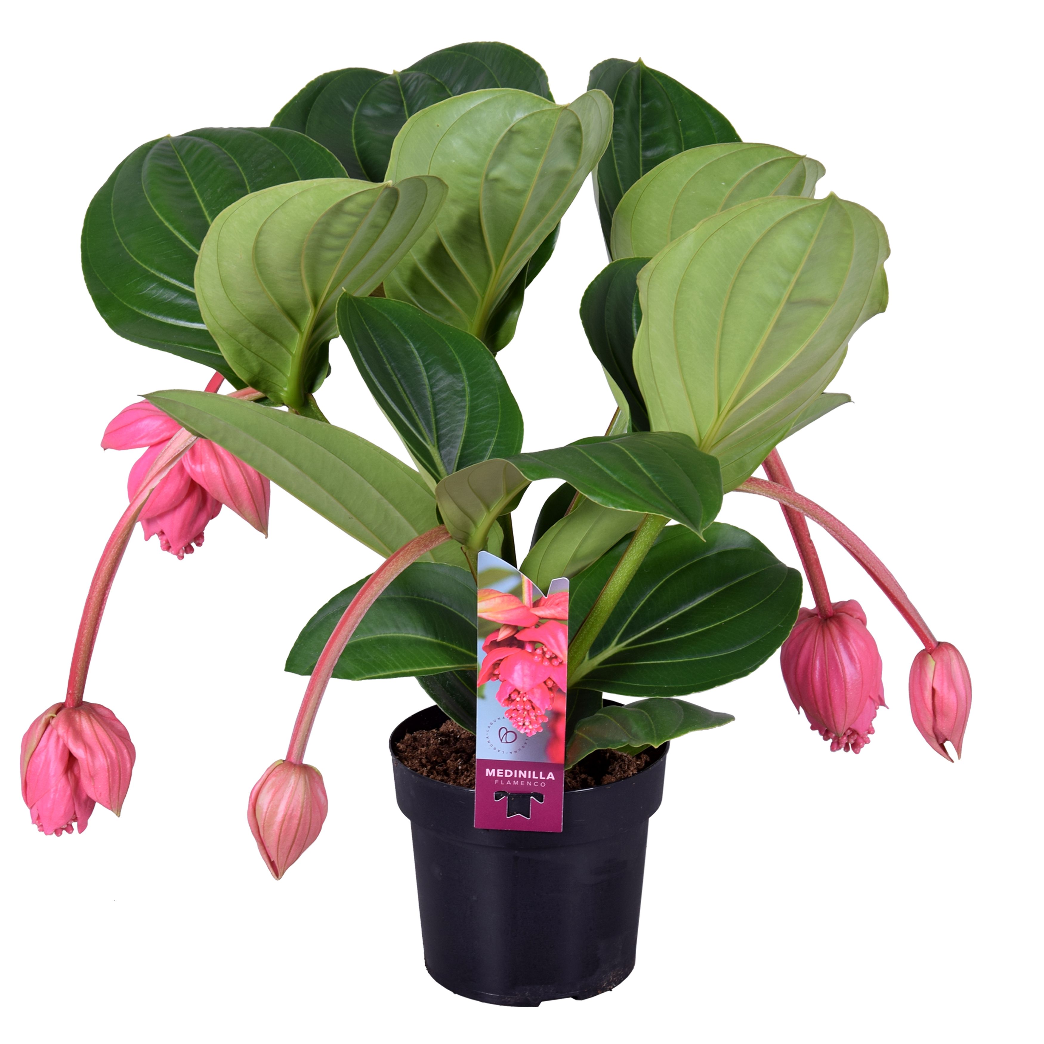 Medin Mag Flamenco 17Ø 55cm