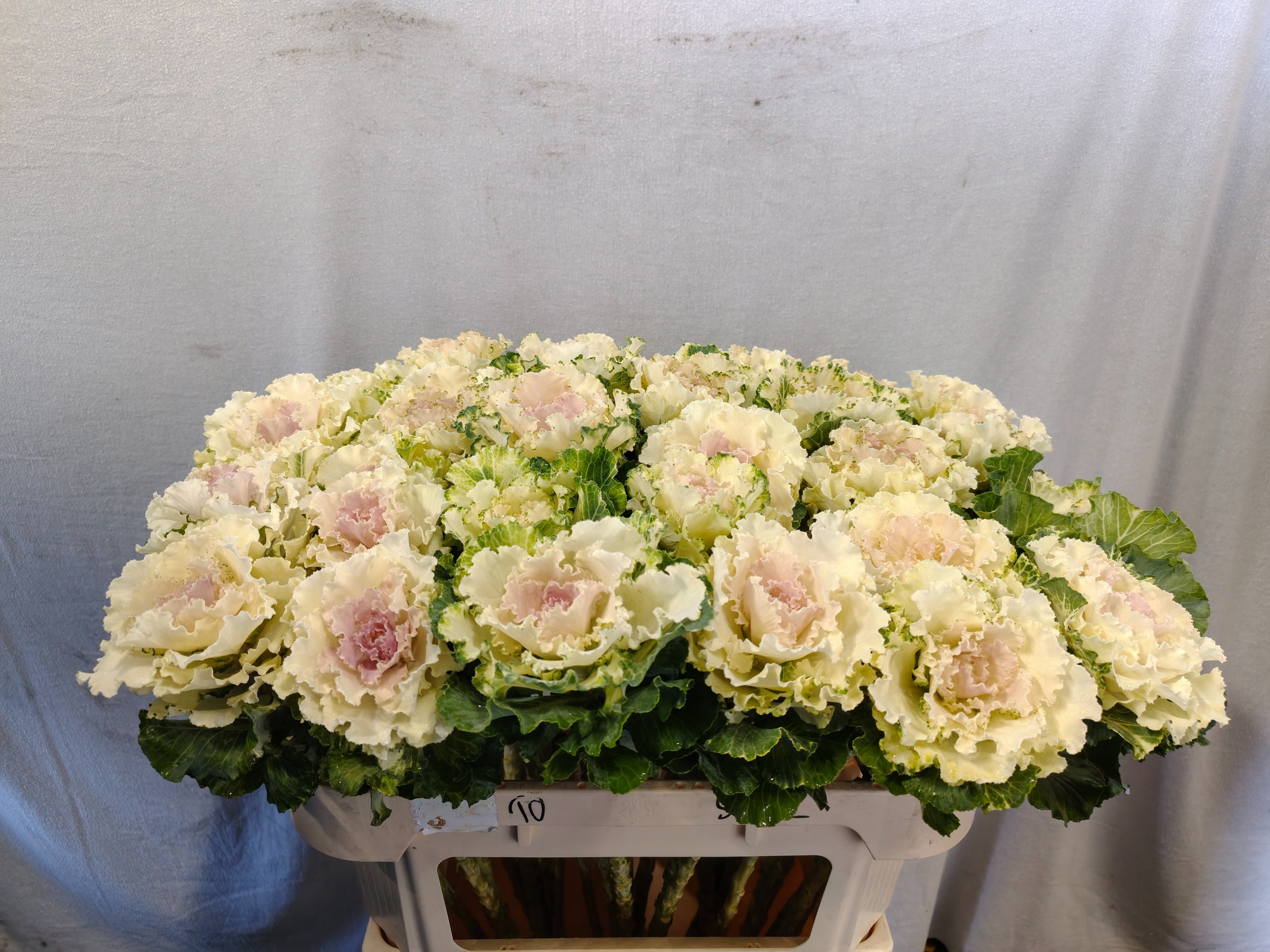 Brassica Crane Ruffle Bicolor 70cm